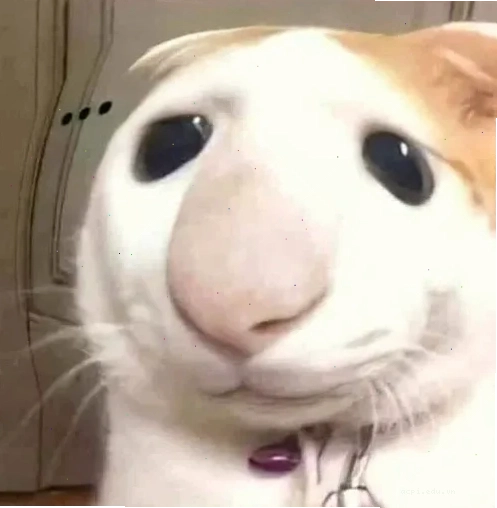 mắt to meme bựa