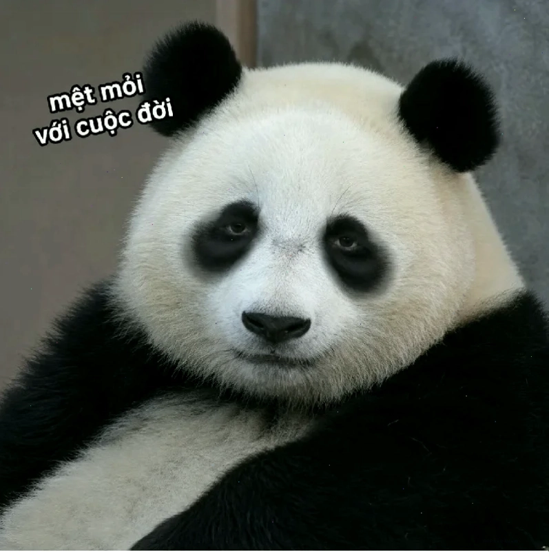 mắt to meme shock