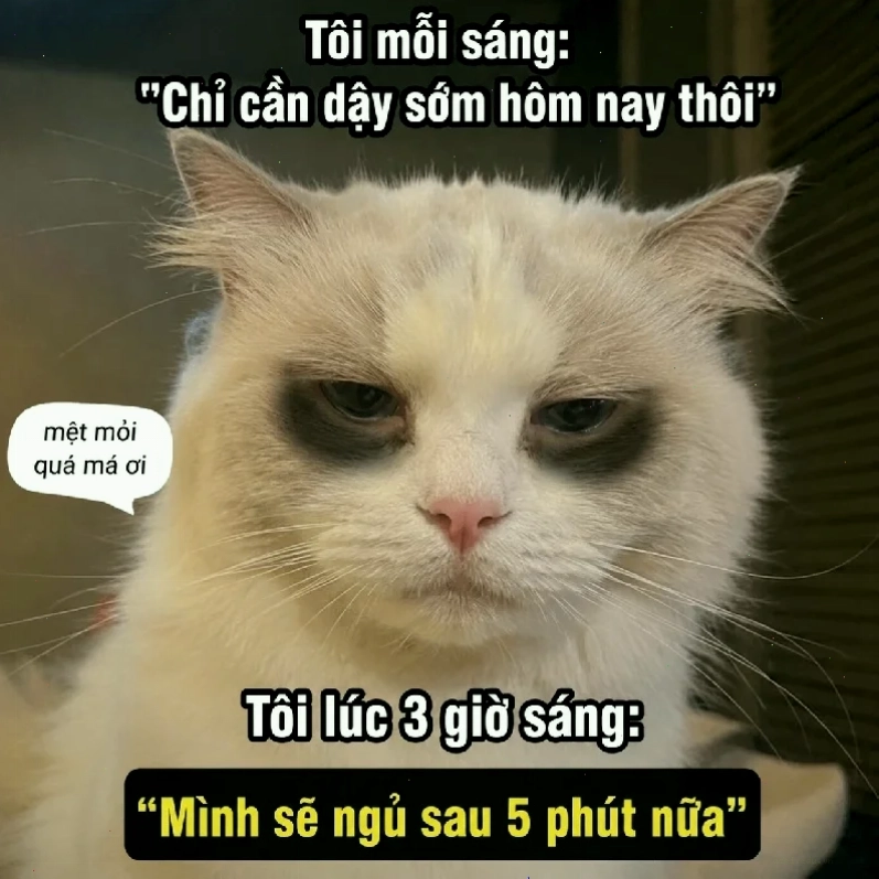 mắt to meme sợ