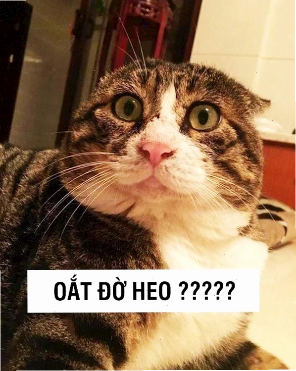 Mắt tròn xoe hoảng hốt