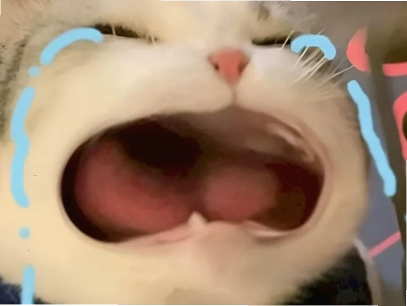 meme ấm ức chim sẻ