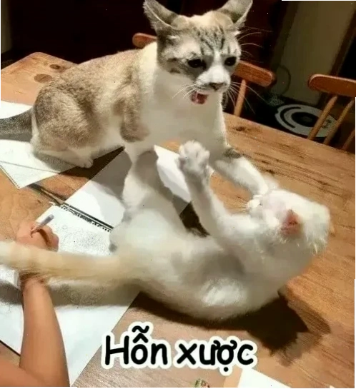 meme ấm ức mèo mun 2
