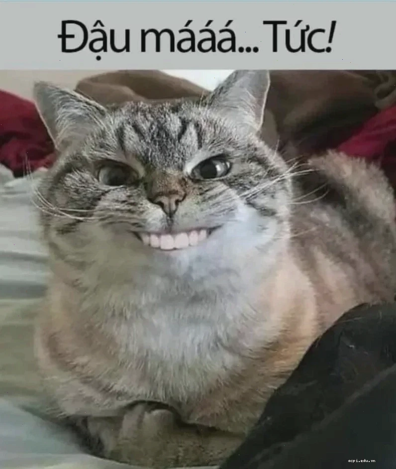 meme ấm ức mèo mướp