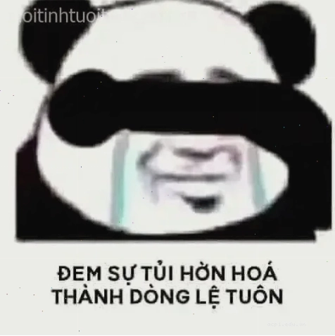 meme ấm ức mèo nhị thể
