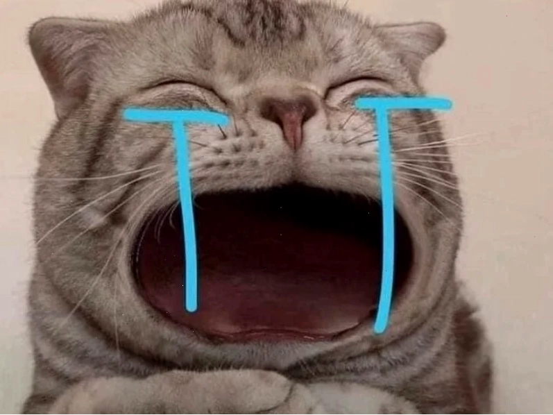meme ấm ức mèo xám