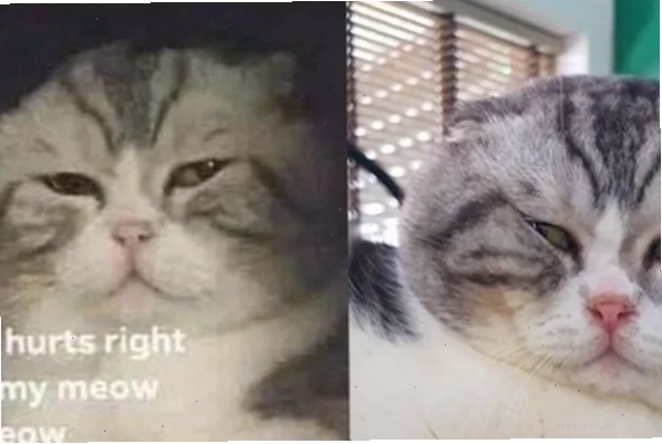 Meme ấn tượng từ cái nhìn đầu tiên