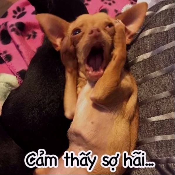 meme ảnh chó hài