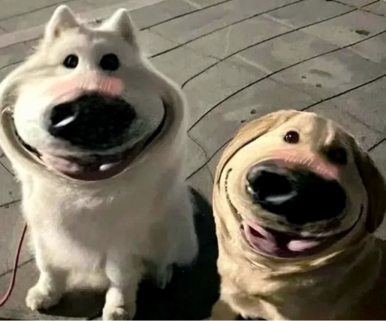 meme ảnh chó hài