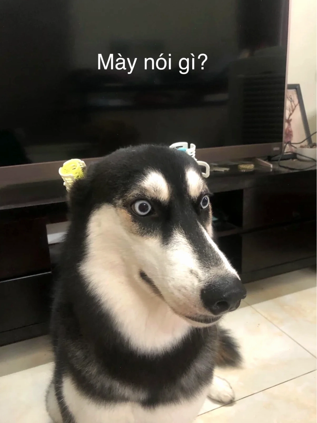 meme ảnh chó hài