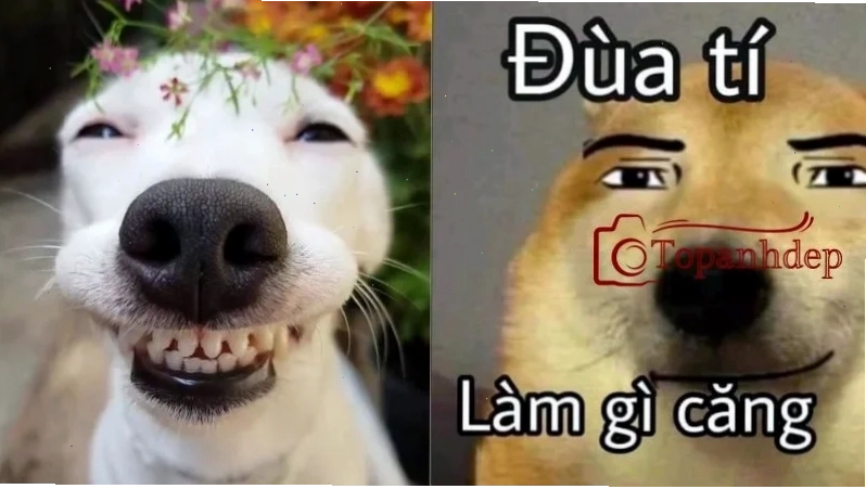 meme ảnh chó hài