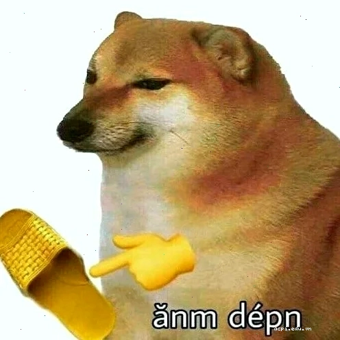 meme ảnh chó hài