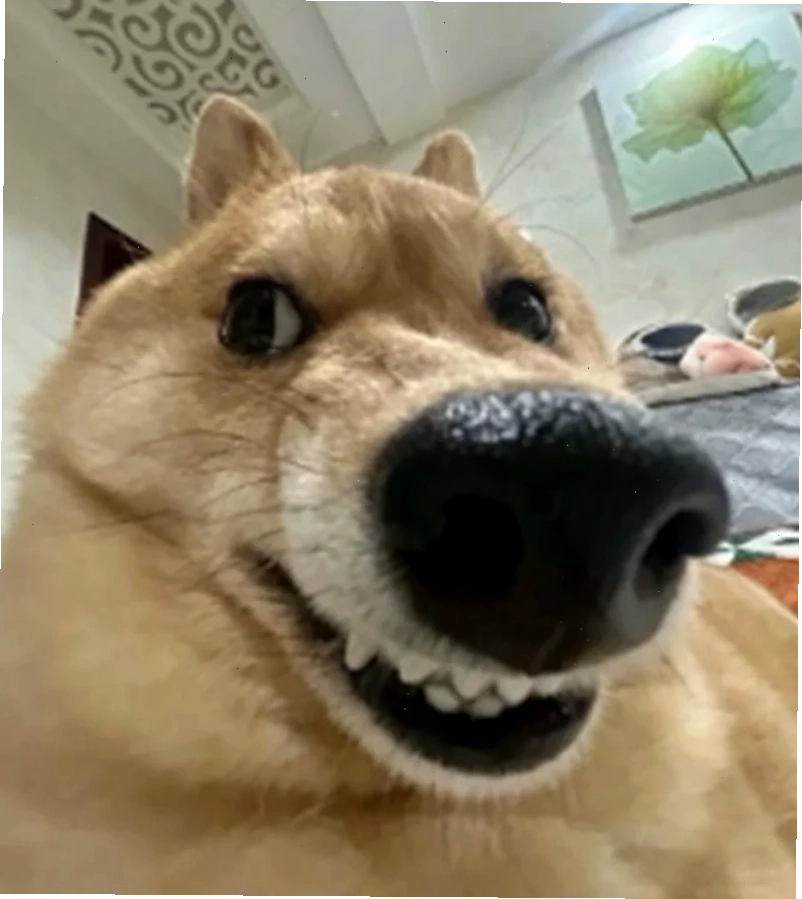 meme ảnh chó hài
