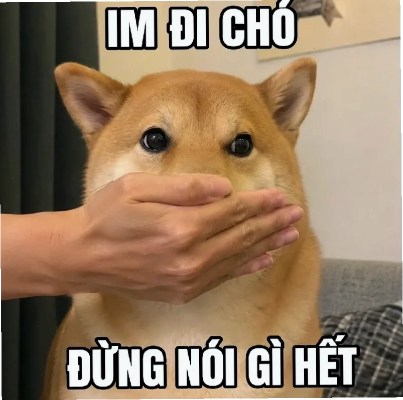 meme ảnh chó hài