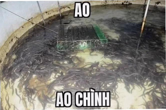 meme ảo tưởng độc lạ