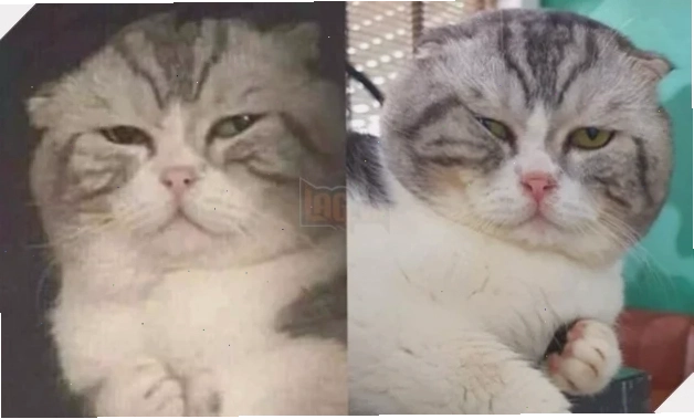 Meme buồn dễ thương