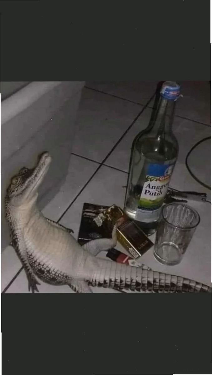 meme cá sấu