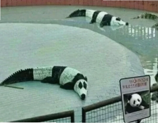 meme cá sấu