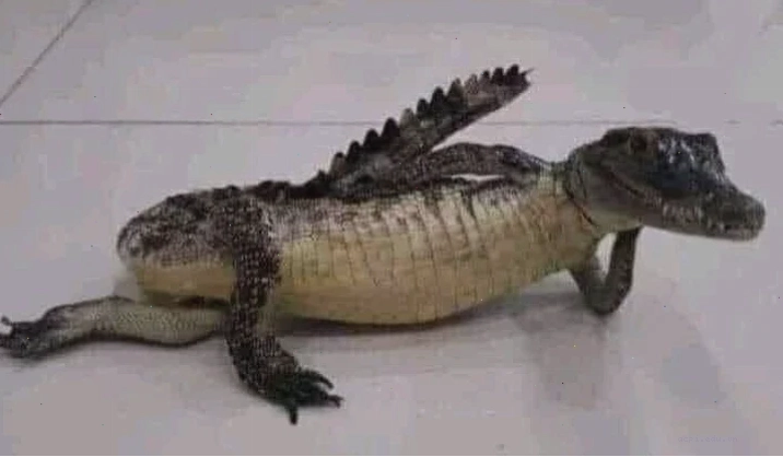 meme cá sấu