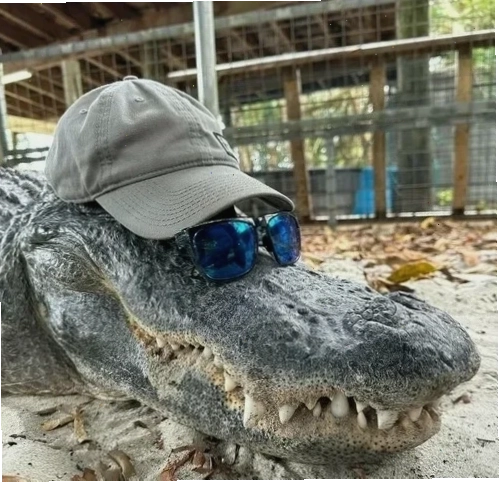meme cá sấu