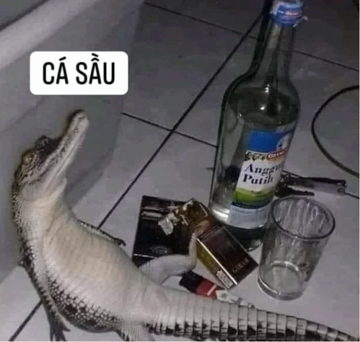 meme cá sấu