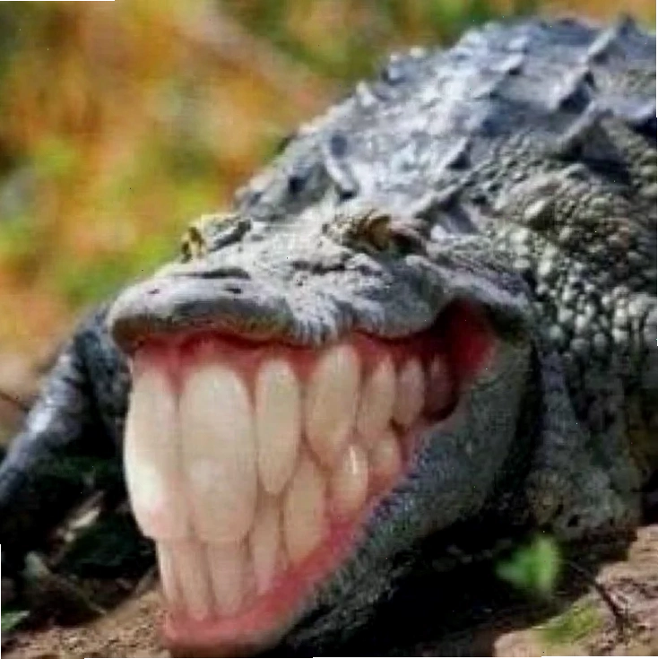 meme cá sấu