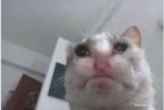 meme cảm động