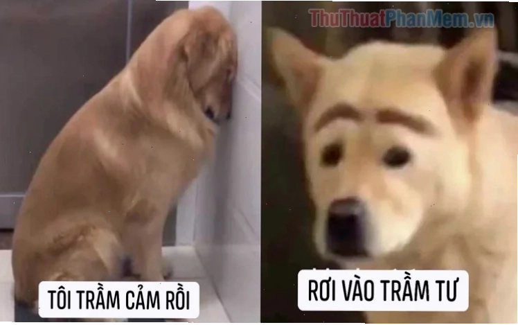 meme cảm động