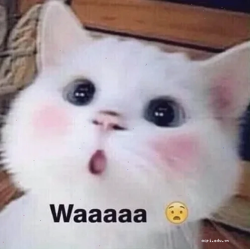 meme cảm động