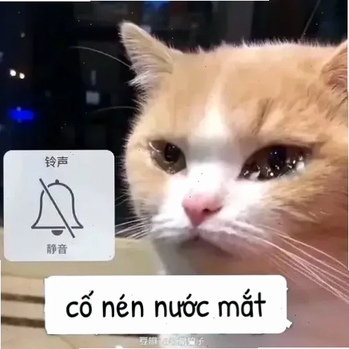 meme cảm động