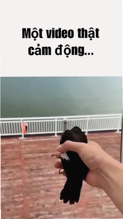 meme cảm động