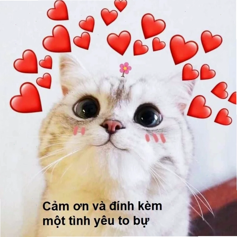 meme cảm động