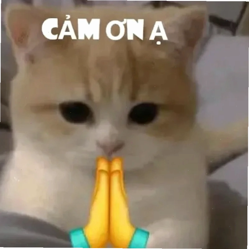 meme cảm động