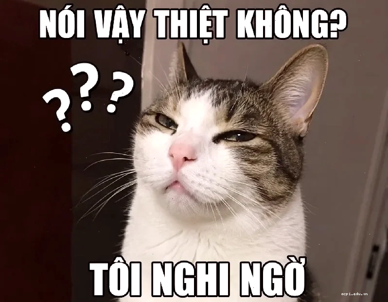 meme câu hỏi