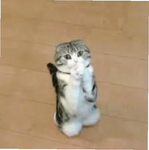 Meme cầu xin phong cách hoạt hình