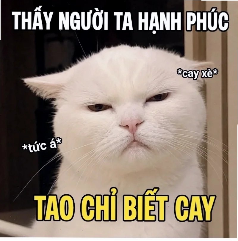 meme cay cú