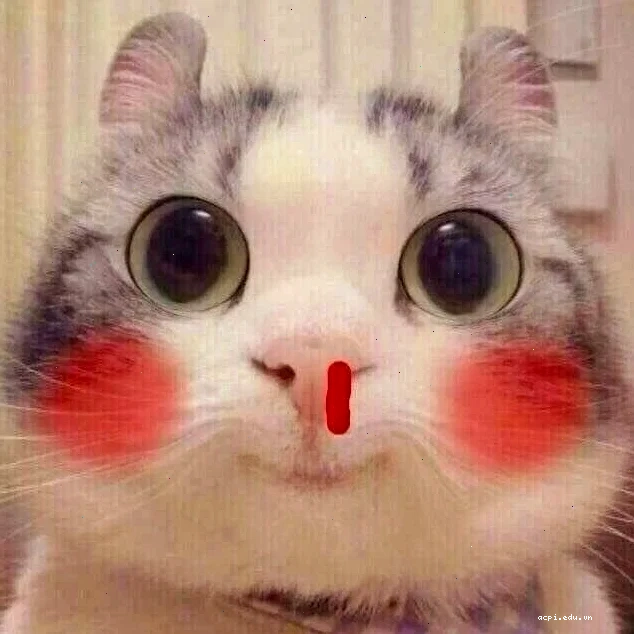 meme chảy máu mũi gấu trúc