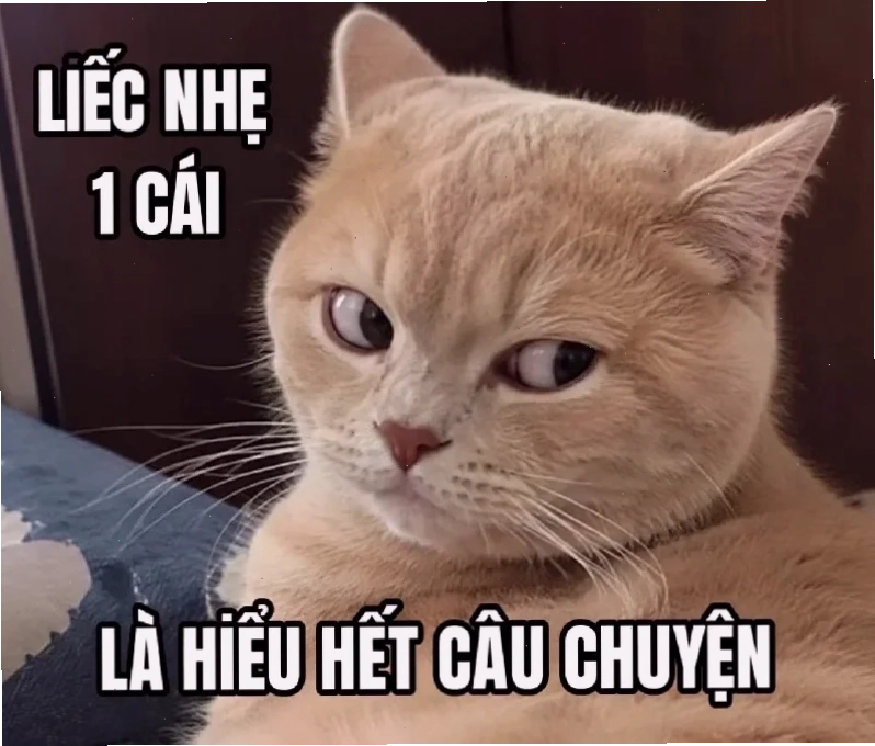 meme che mắt buồn cười