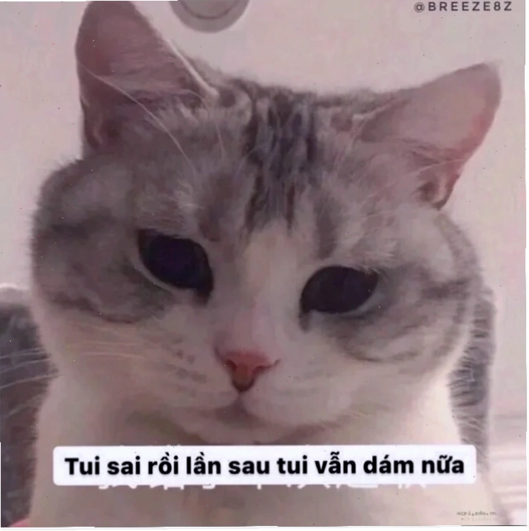 Meme chế xin lỗi