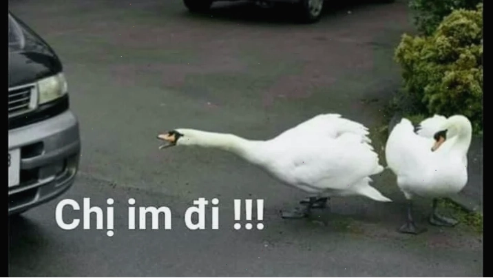 Meme chị im đi với nét mặt chán chường