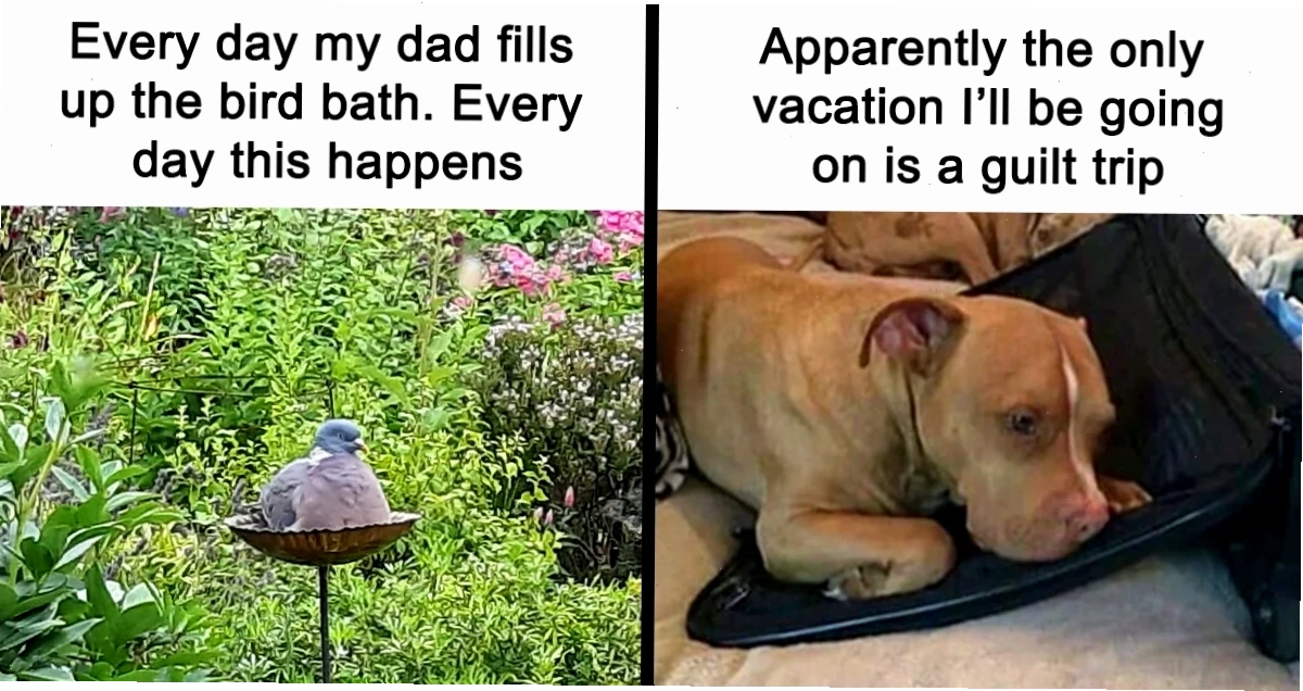 Meme chim cánh cụt