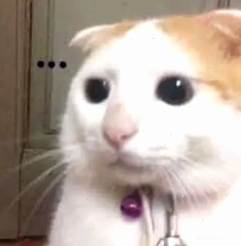 meme chó bối rối với cặp mắt lác