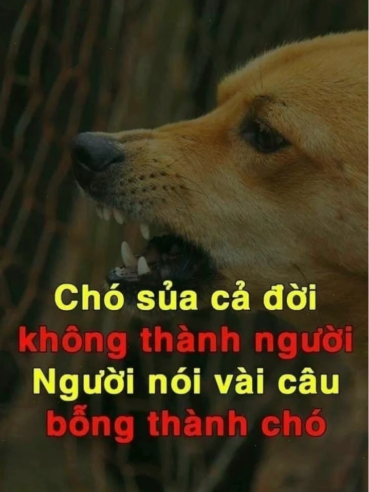 Meme chó cắn khi ai đó nói điều vô lý