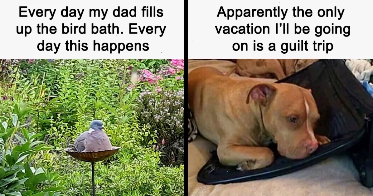 Meme chó con đáng yêu
