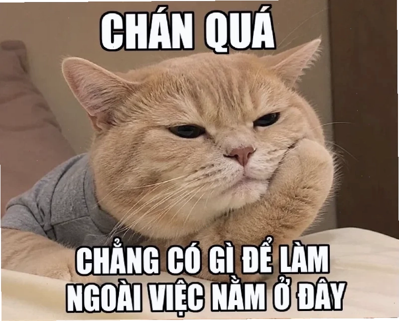 meme chó cười