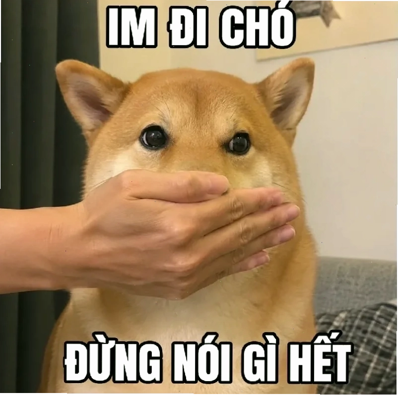 meme chó mèo