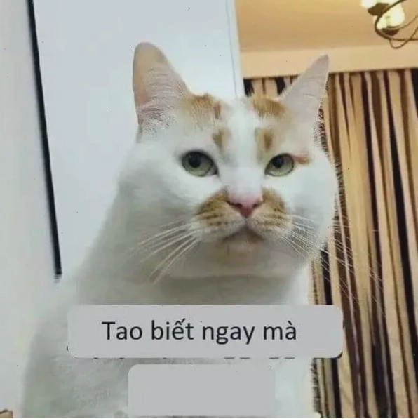 meme chó mèo cute