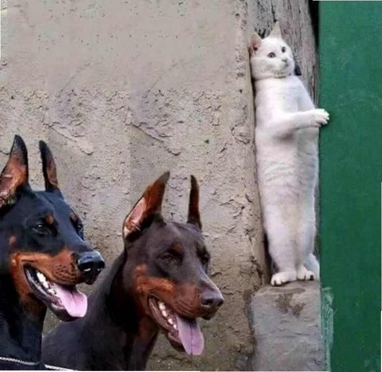 meme chó mèo cute