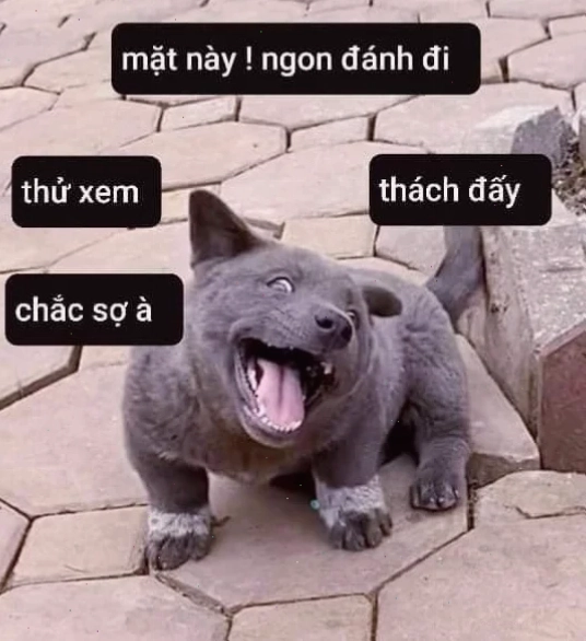 meme chó mèo cute