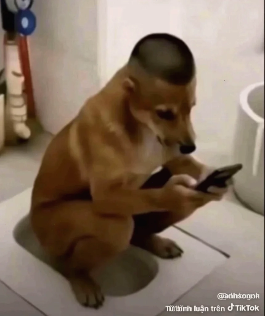 meme chó mèo cute