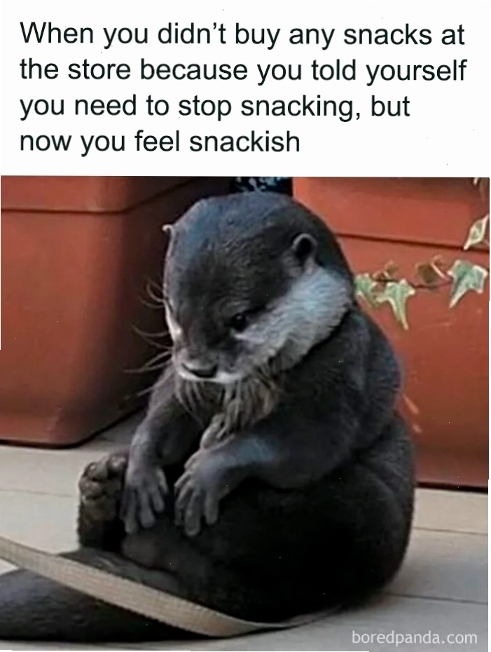 Meme chó mèo đáng yêu